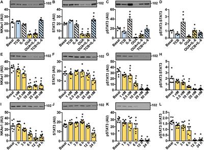 Ouabain Suppresses IL-6/STAT3 Signaling and Promotes Cytokine Secretion in Cultured Skeletal Muscle Cells